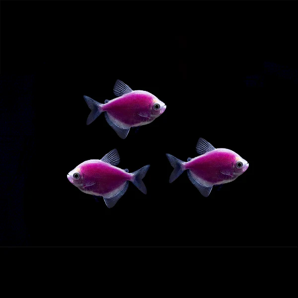 GloFish® Skirt Tetra Single Color Set (3ct) - Image 4