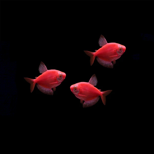 GloFish® Skirt Tetra Single Color Set (3ct) - Image 5