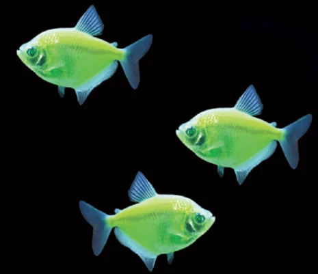 GloFish® Skirt Tetra Single Color Set (3ct) - Image 6
