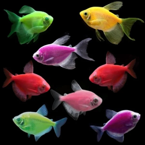 GloFish® Skirt Tetra Deluxe Set (8 ct) - Image 3