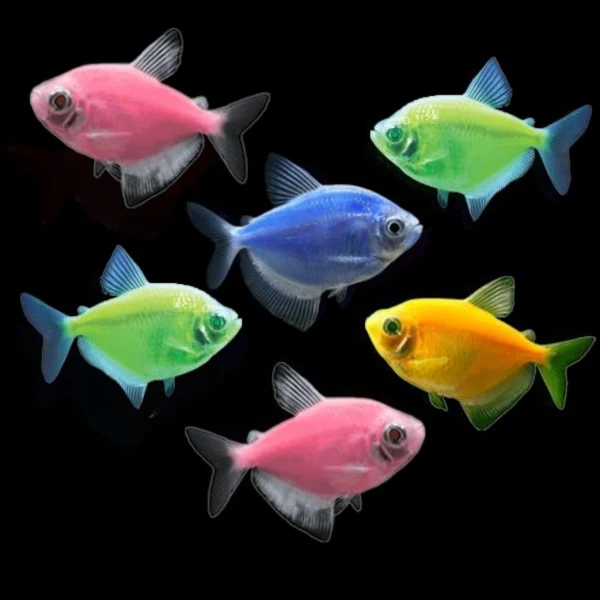 GloFish® Skirt Tetra Basic Set (6ct) - Image 3