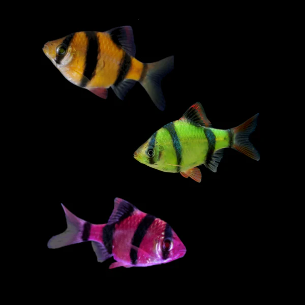 GloFish® Tiger Barb Mixed Set (3ct) - Image 3