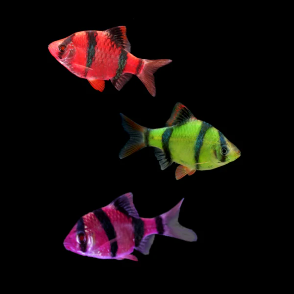 GloFish® Tiger Barb Mixed Set (3ct) - Image 4