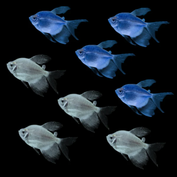 GloFish® Long-Fin Skirt Tetra Winter Set (8ct) - Image 2