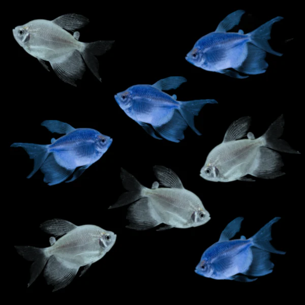 GloFish® Long-Fin Skirt Tetra Winter Set (8ct) - Image 3