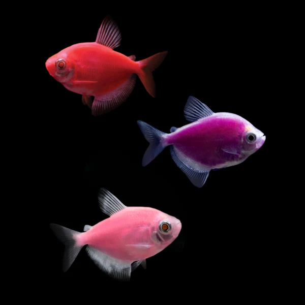 GloFish® Skirt Tetra Mixed Set (3ct) - Image 3