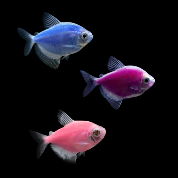 GloFish® Skirt Tetra Mixed Set (3ct) - Image 4