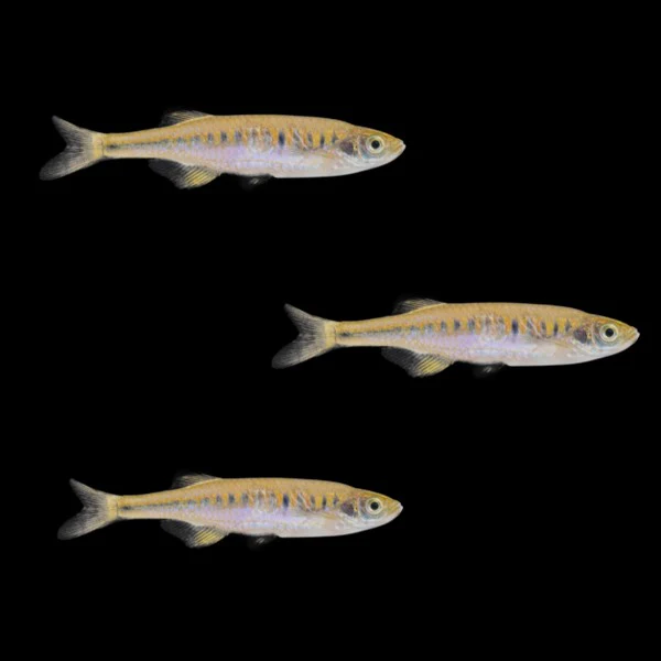 Lake Inle Danio Add-on (3ct) - Image 2