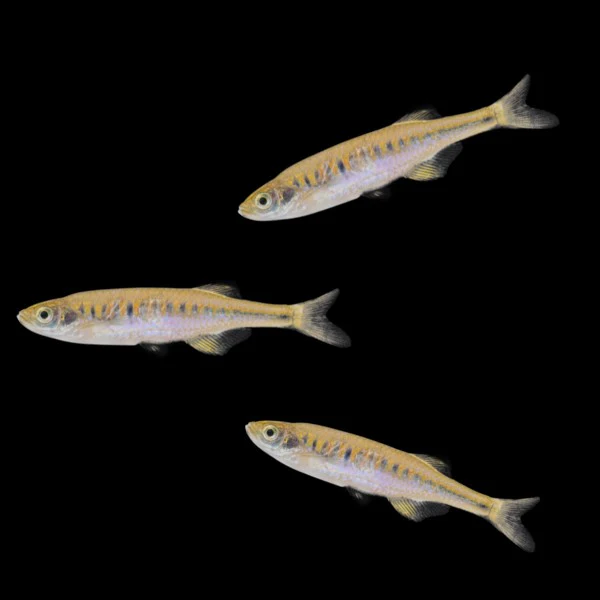 Lake Inle Danio Add-on (3ct) - Image 3