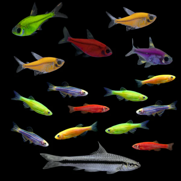 GloFish® Pristella Community Set (16ct) - Image 3