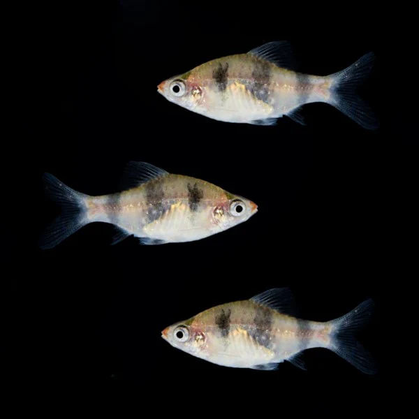 Black Ruby Barb (3ct)