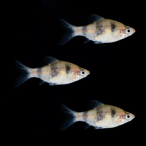 Black Ruby Barb (3ct) - Image 2