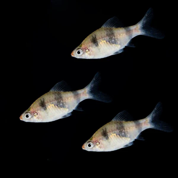 Black Ruby Barb (3ct) - Image 3