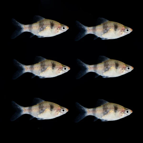 Black Ruby Barb (6ct) - Image 2