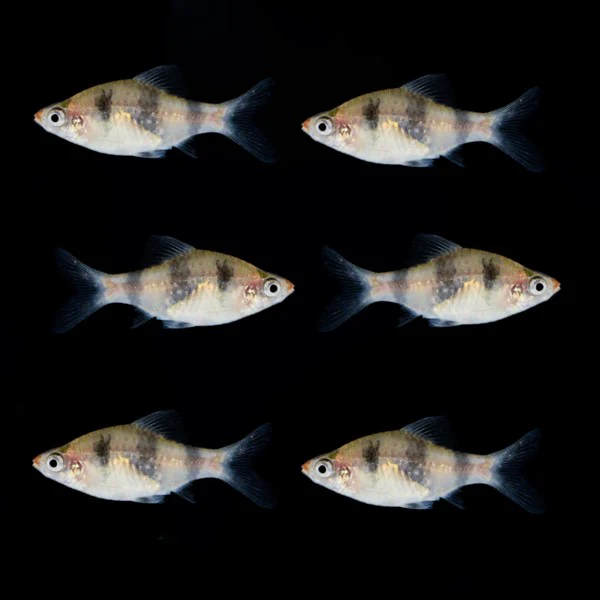 Black Ruby Barb (6ct) - Image 3