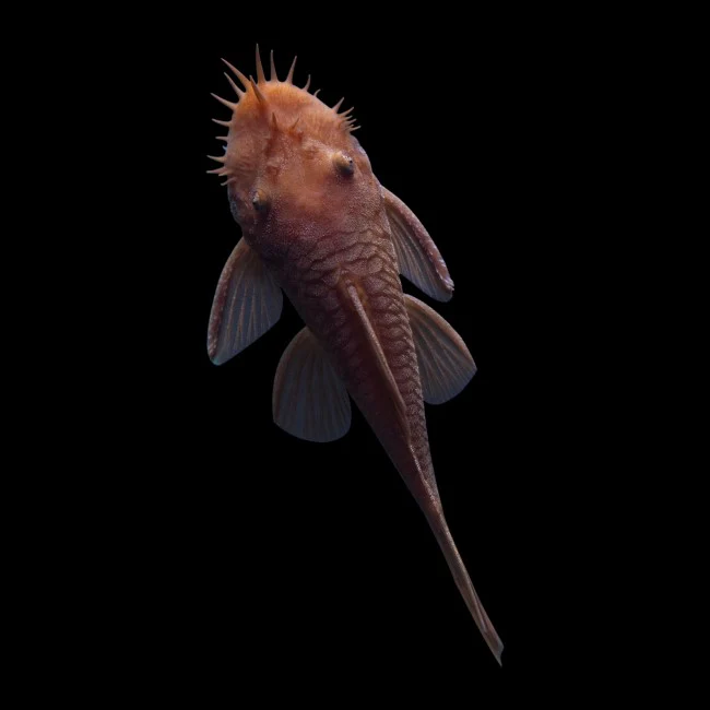Rusty Red Bushy Nose Pleco