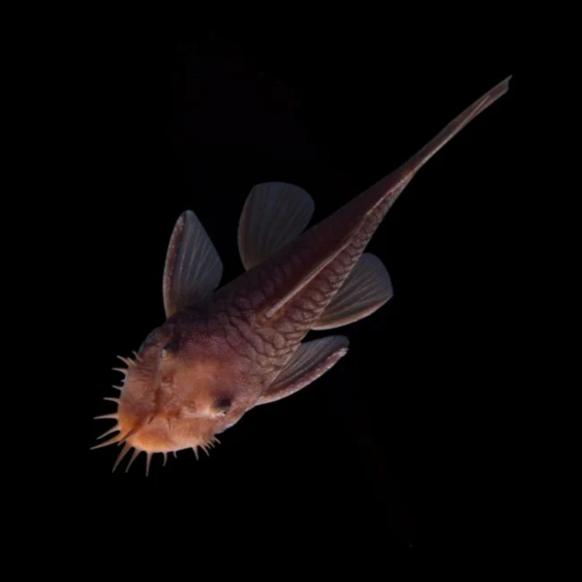 Rusty Red Bushy Nose Pleco - Image 2