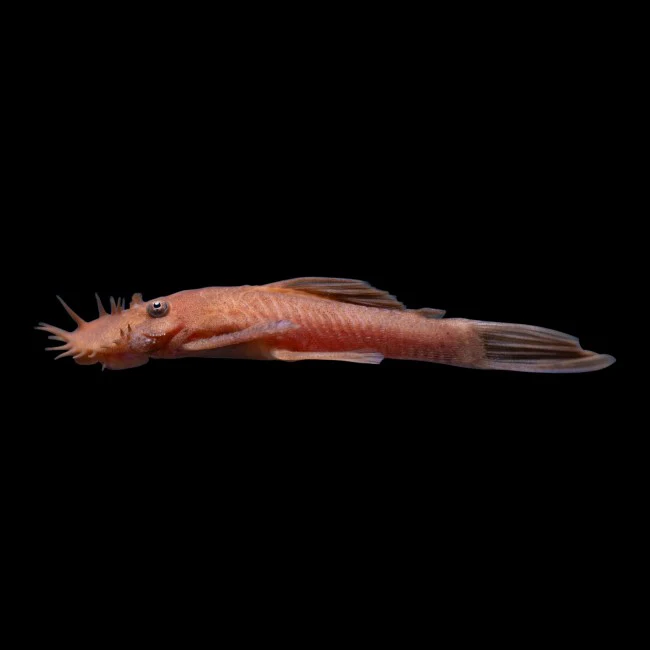 Rusty Red Bushy Nose Pleco - Image 3
