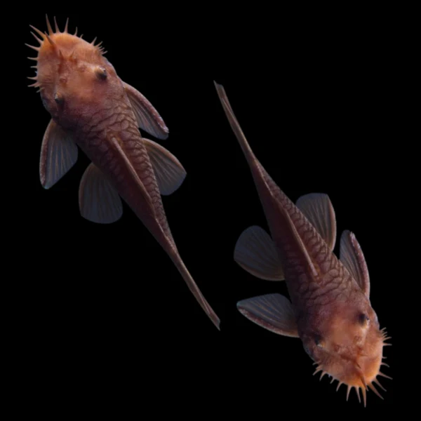 Rusty Red Bushy Nose Pleco Breeding Pair - Image 2