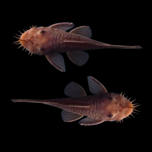 Rusty Red Bushy Nose Pleco Breeding Pair - Image 3