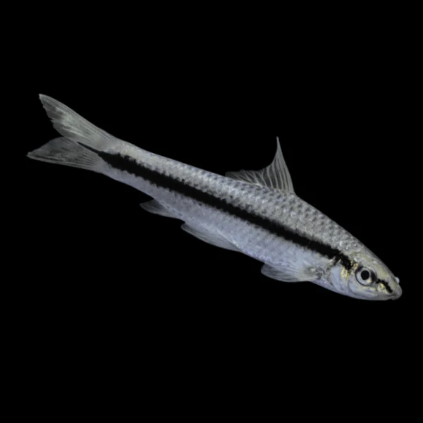 Siamese Algae Eater - Image 3