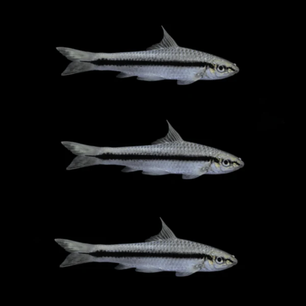 Siamese Algae Eater (3ct) - Image 2