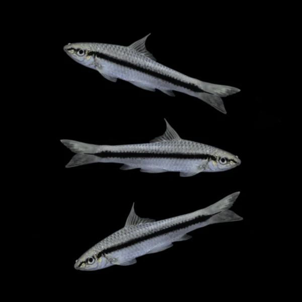 Siamese Algae Eater (3ct) - Image 3