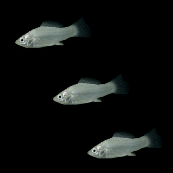 Silver Mollies Set (3ct) - Image 3