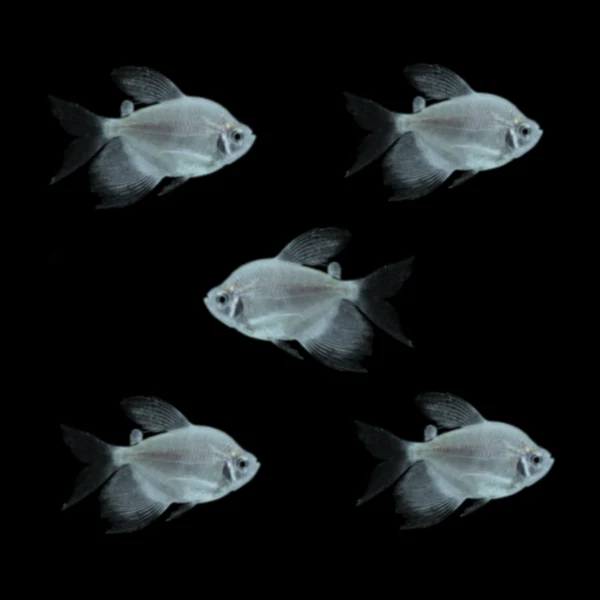 Starlight White Long-Fin Tetras (5ct) - Image 3