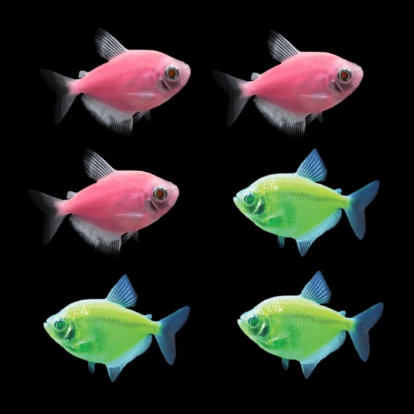 GloFish® Skirt Tetra Tulip Set (6ct) - Image 3
