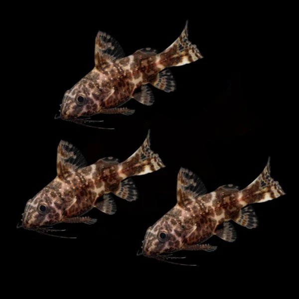 Upside Down Catfish (3ct) - Image 2