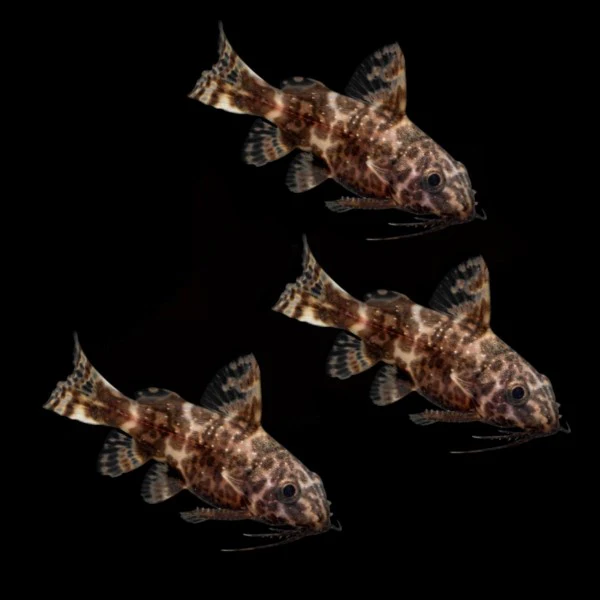 Upside Down Catfish (3ct) - Image 3