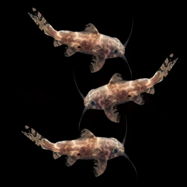 Upside Down Catfish (3ct) - Image 4