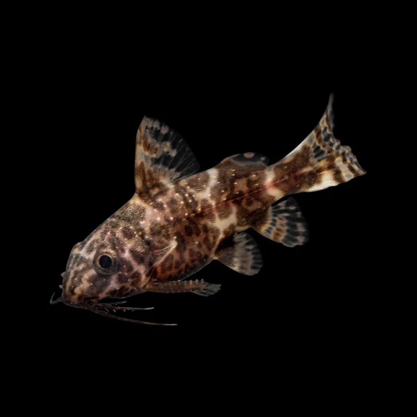 Upside Down Catfish - Image 2