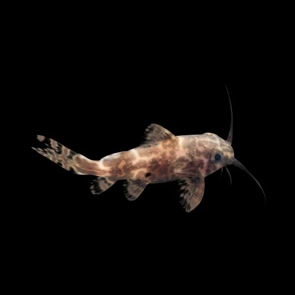 Upside Down Catfish - Image 3