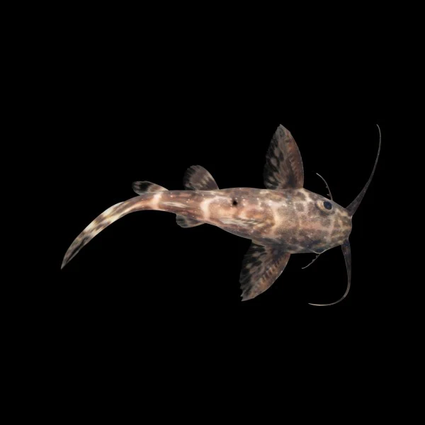 Upside Down Catfish - Image 4